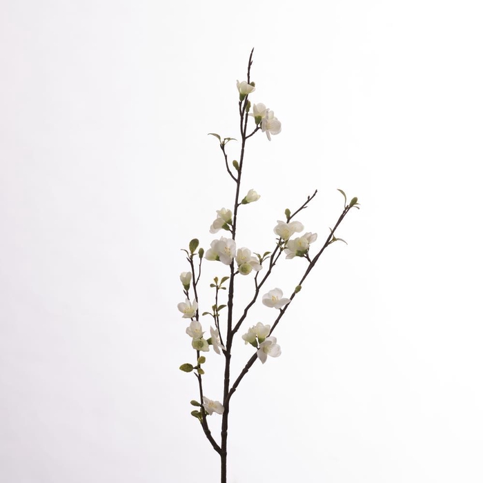 <h4>AF Chaenomeles L81cm White</h4>