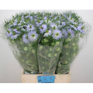 NIGE D CLOU LAVENDER