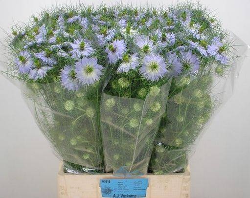<h4>NIGE D CLOU LAVENDER</h4>