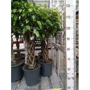 Ficus benja. 'Exotica'