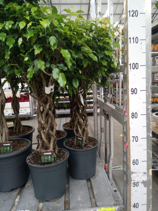 <h4>Ficus benja. 'Exotica'</h4>