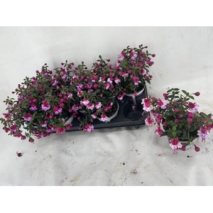 FUCHSIA B F GEM