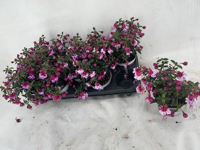 <h4>FUCHSIA B F GEM</h4>