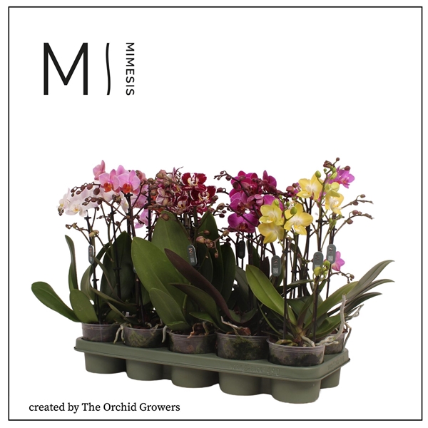 <h4>Mimesis Phal. Multi Mix - 2 spike 12cm</h4>