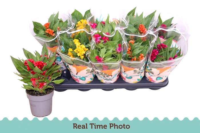 <h4>CEL CR TWIST GEM</h4>