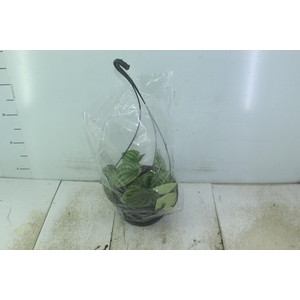 PEPEROMIA MELANCIA C21