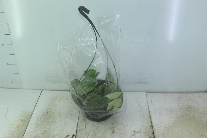 <h4>PEPEROMIA MELANCIA C21</h4>