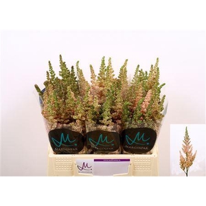 ASTILBE C VISION INFERNO