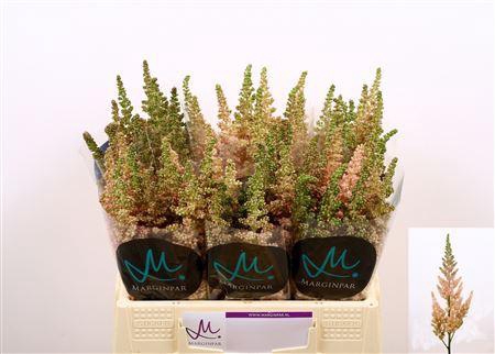 <h4>ASTILBE C VI INFERNO</h4>