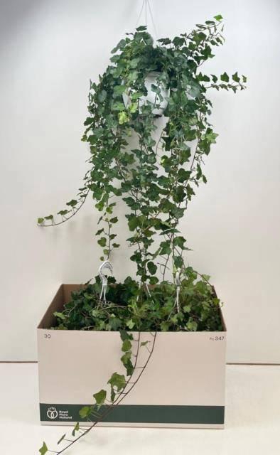 <h4>HED HE WONDER</h4>