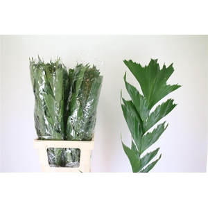 Butterfly Palm (caryota Mitis)