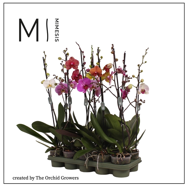 <h4>Mimesis Phal. Mix - 1 spike 12cm</h4>