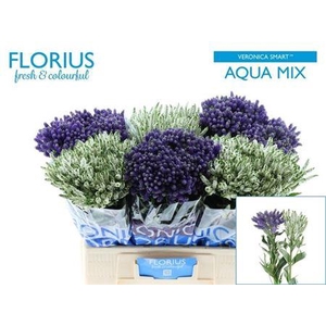 Veron Smart Aqua Gem 60cm