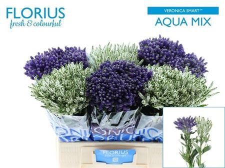 Veron Smart Aqua Gem