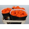 Wax-Rozen Wax Oranje w6
