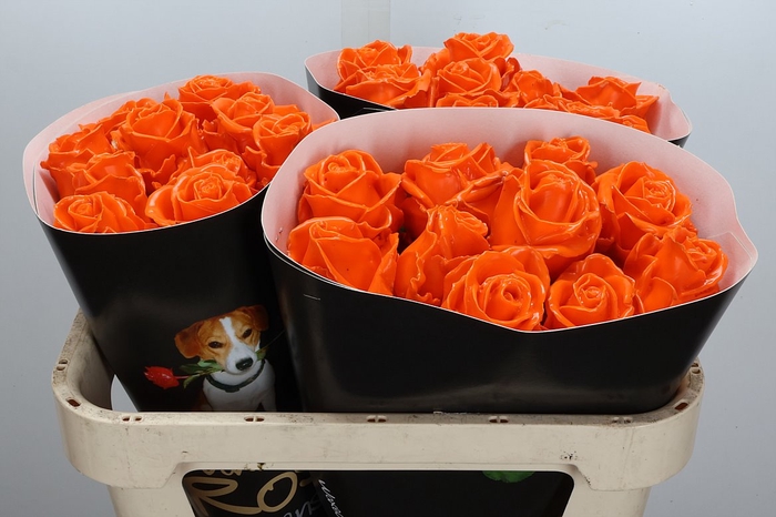 Wax-Rozen Wax Oranje w6