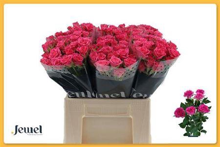 <h4>R Tr Lianne</h4>