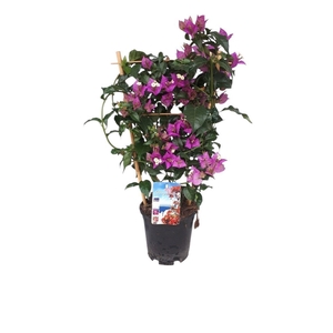 Bougainvillea Alexandra