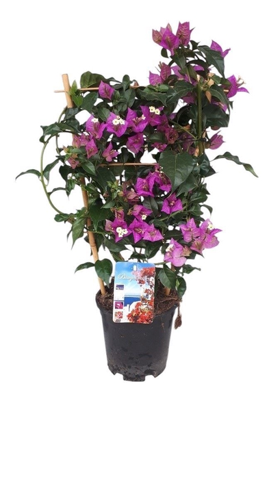 <h4>Bougainvillea Alexandra</h4>