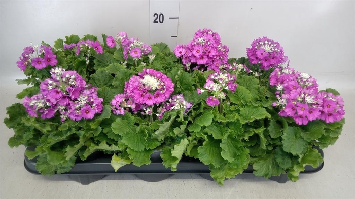 <h4>Primula malacoides</h4>