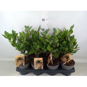 Laurus nobilis