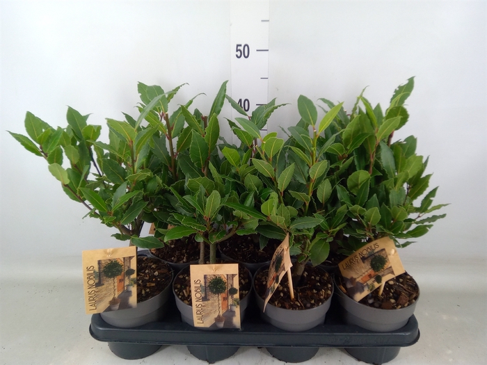 <h4>Laurus nobilis</h4>