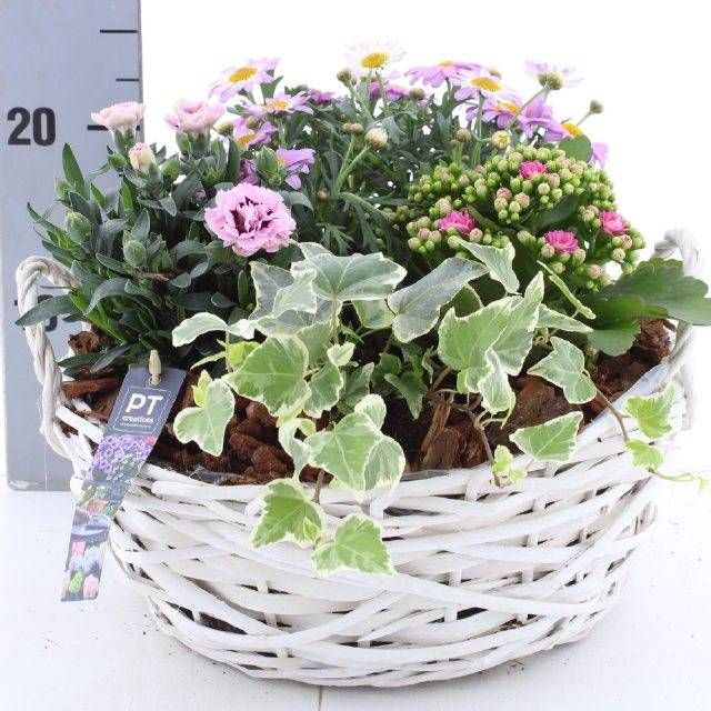 <h4>ARR TUINPLANTEN</h4>