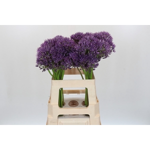 Allium Jackpot