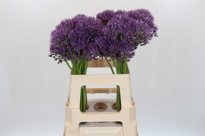 <h4>Allium Jackpot</h4>
