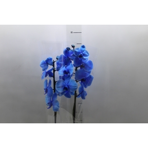 PHALAENOPSIS P12 TINGIDA AZUL 2 HT
