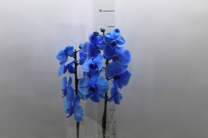 <h4>PHALAENOPSIS P12 TINGIDA AZUL 2 HT</h4>