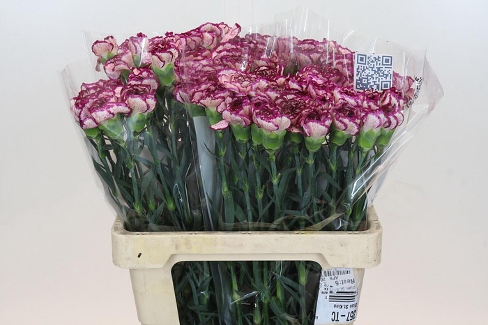 <h4>DI ST TEMPEST</h4>