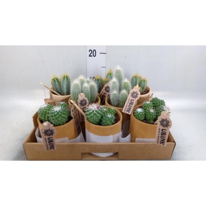 Cactus   ...mix