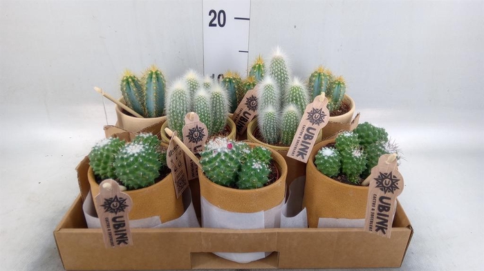 <h4>Cactus ...mix</h4>