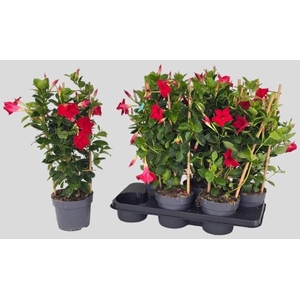 MANDE SUN RED