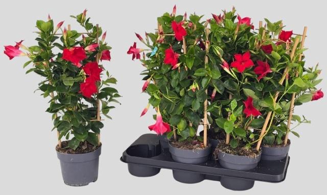 <h4>MANDE SUN RED</h4>