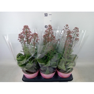 Kalanchoe  'WildFlow Surp Canyon'