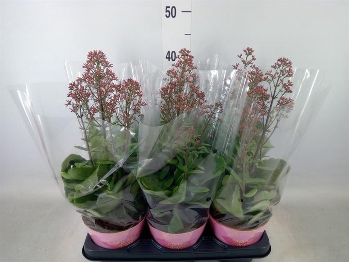 <h4>Kalanchoe  'WildFlow Surp Canyon'</h4>