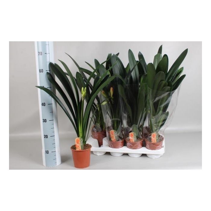 <h4>Clivia Miniata 13Ø 60cm 1fl</h4>