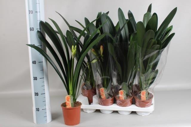 Clivia Miniata 13Ø 60cm 1fl