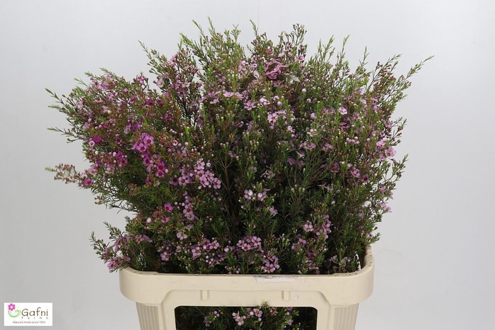 <h4>CHAME UN KERRYN</h4>