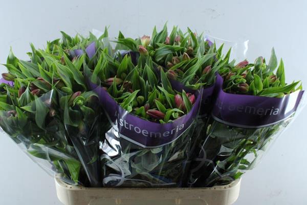 <h4>Alstr Tania (rood)</h4>