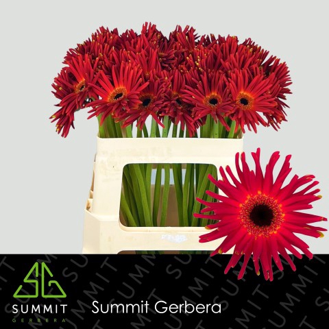 <h4>Gerbera Pasta Soiree Half doos</h4>