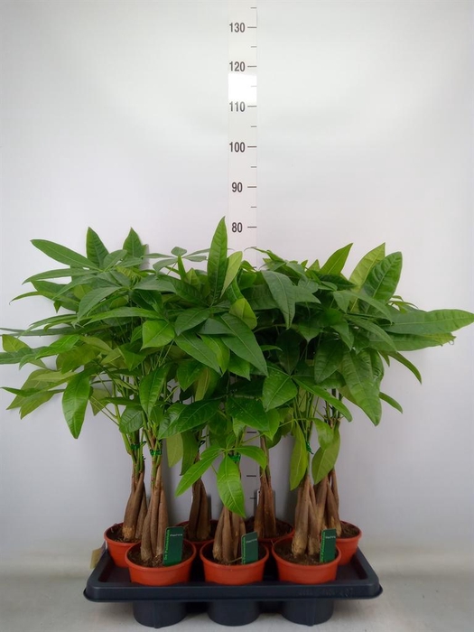 <h4>Pachira aquatica</h4>