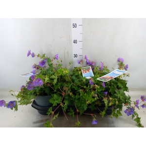Geranium  'Bloom Me Away'
