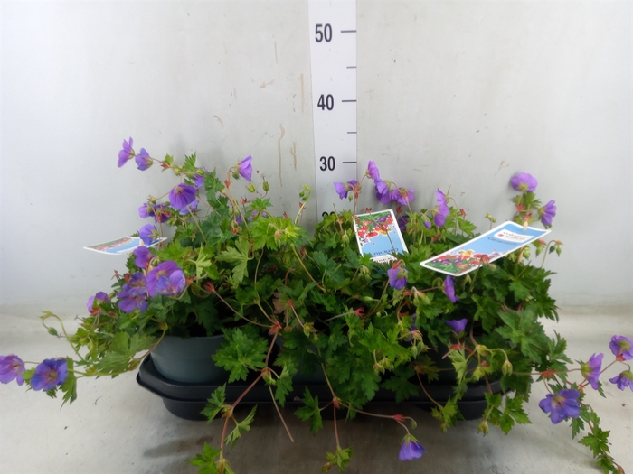<h4>Geranium  'Bloom Me Away'</h4>