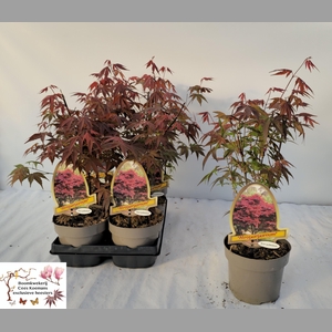 ACER PA ATROPURPUREU