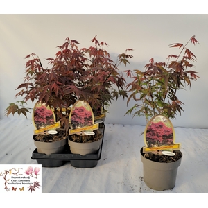 Acer Pa Atropurpureu