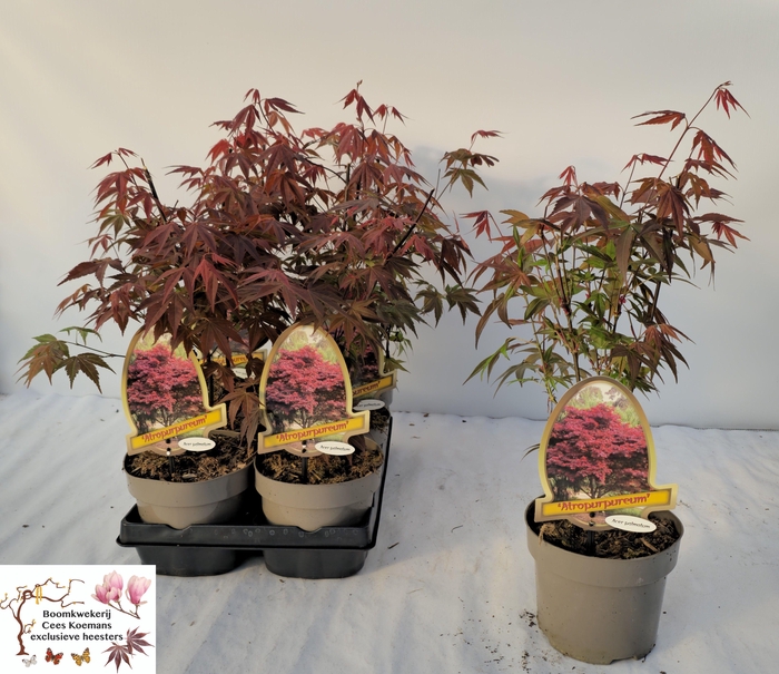 <h4>ACER PA ATROPURPUREU stock</h4>