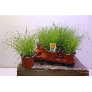 arr8 Cyper Alt Zumula